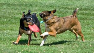 Frisbee Fun