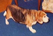 My first Beagle, Jill