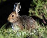 Cottontail Rabbit